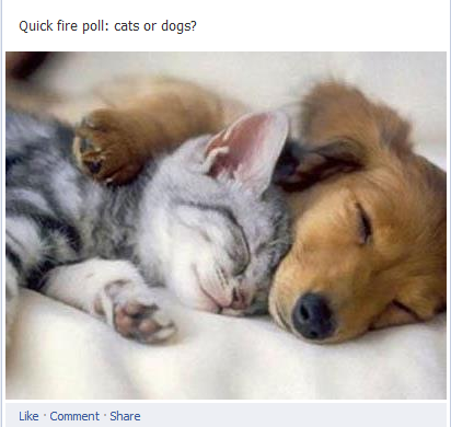 poll
