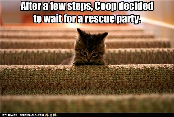 steps cat gets stuck when there are too many steps - don't let this be your customers!